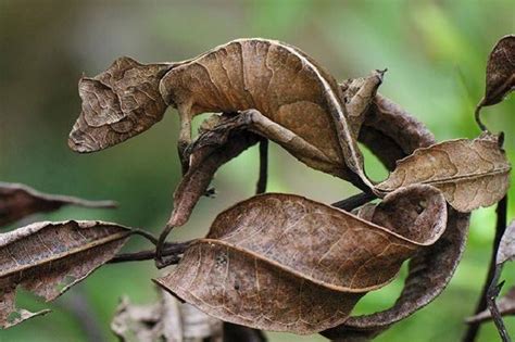 壁虎叫風水|在風水學中：家裡進壁虎是什麼寓意？4種預兆要「小心」了